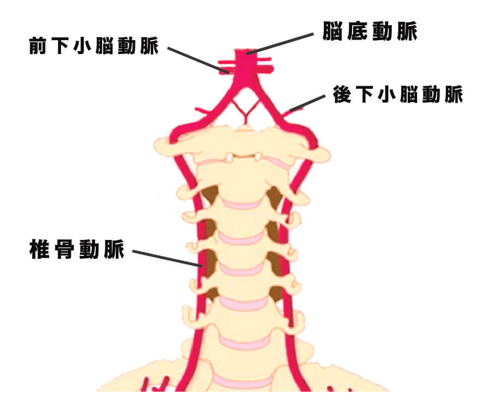頚部の椎骨動脈