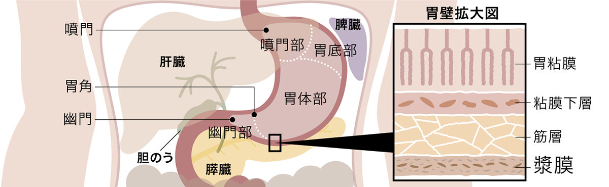 胃イメージ